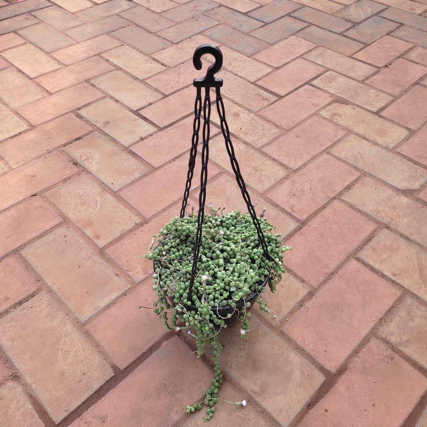 String of Pearls Succulent in 6 Inch Hanging Basket (any colour)