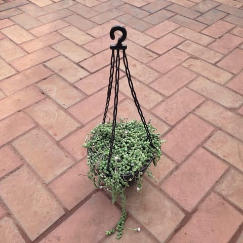 String of Pearls Succulent in 6 Inch Hanging Basket (any colour)
