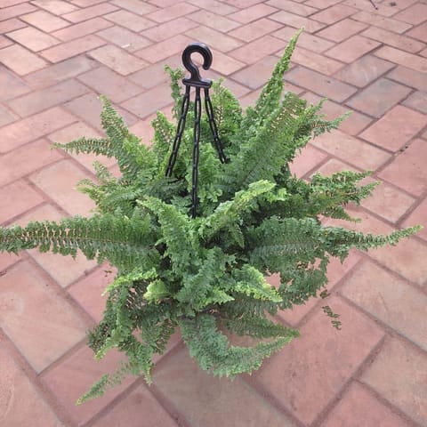 Moss Fern in 6 Inch Hanging Basket (any colour)