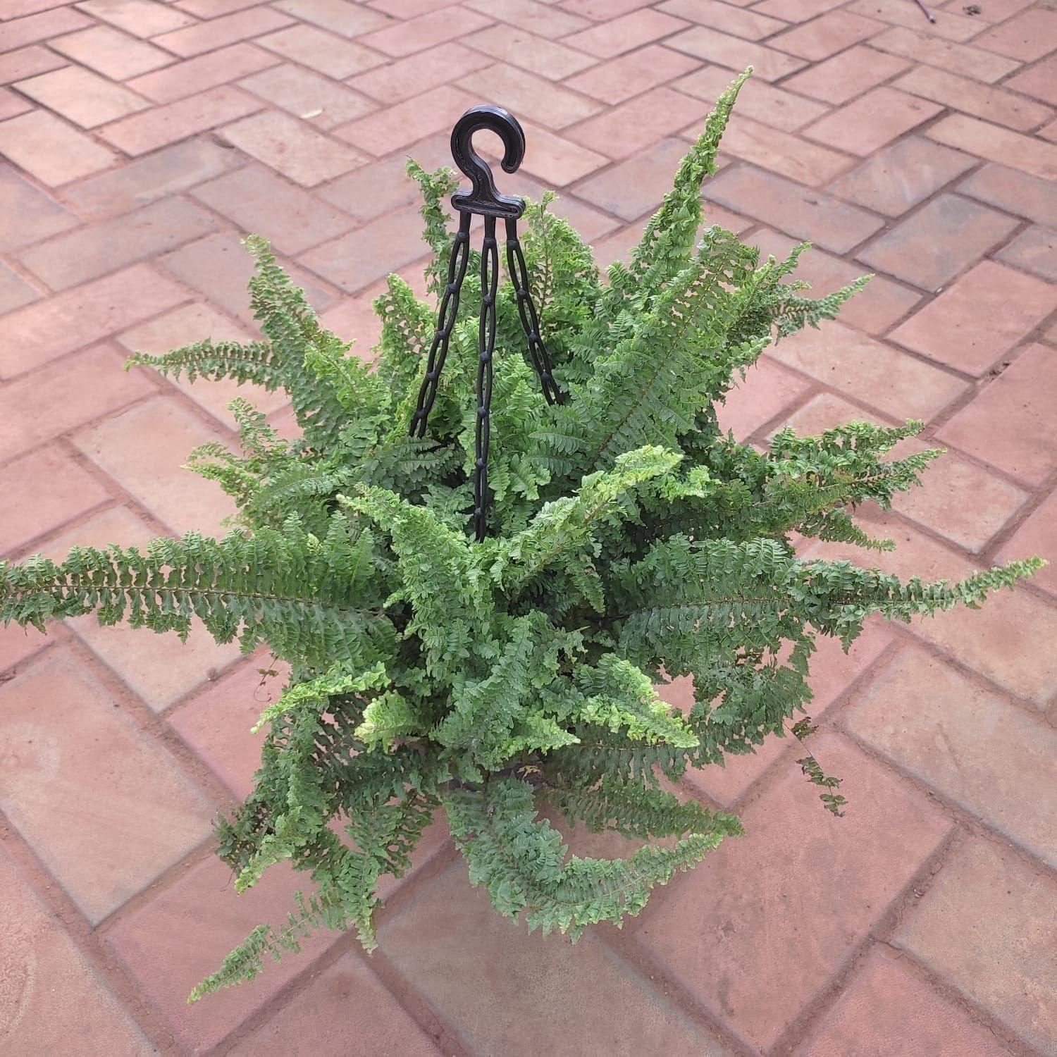 Moss Fern in 6 Inch Hanging Basket (any colour)