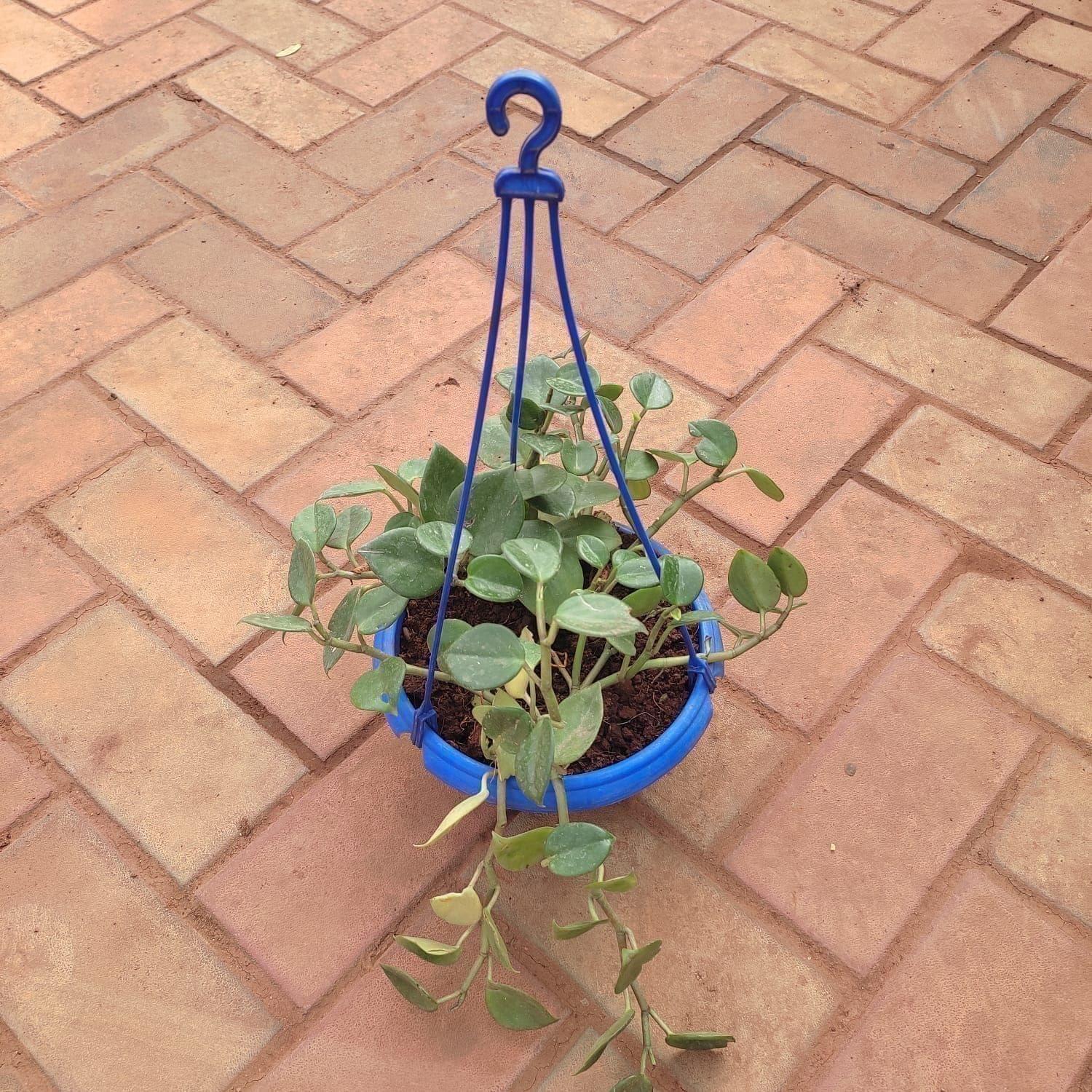 Vinca Vine in 6 Inch Hanging Basket (any colour)
