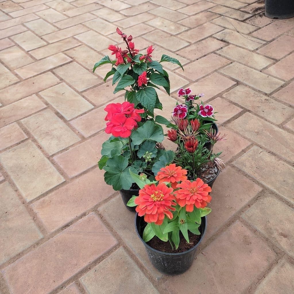 Flowering Combo - Set of 5 - (Salvia,Dianthus,Zinnia,Balsam & Gazania) (any colour) in 5 Inch Nursery Pot