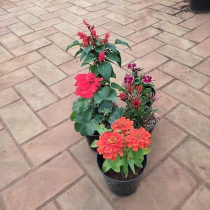 Buy Flowering Combo - Set of 5 - (Salvia,Dinthus,Zinnia,Balsam & Gazania) (any colour) in 5 Inch Plastic pot Online | Urvann.com