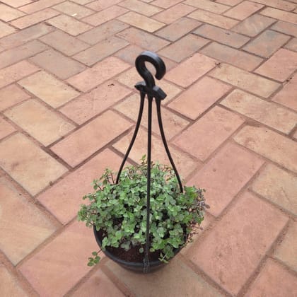 Buy Turtle Vine in 6 Inch Hanging Basket (any colour) Online | Urvann.com