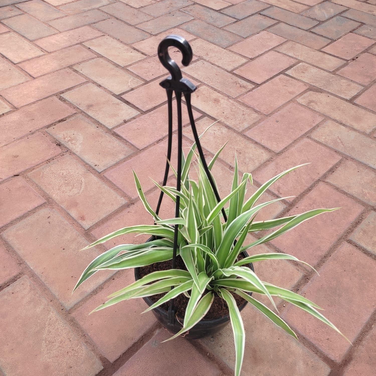 Spider in 6 Inch Hanging Basket (any colour)