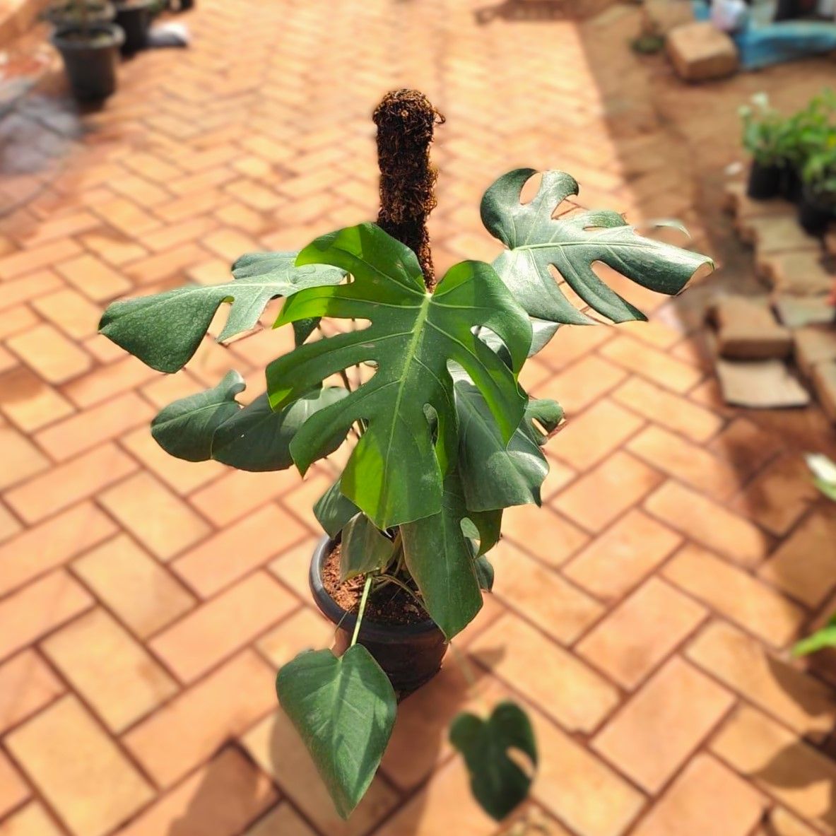 Exotic Monstera Deliciosa with 3 Ft Moss Stick in 10 Inch Nursery Pot