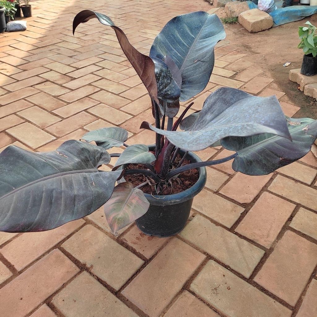 Rare Philodendron Black in 10 Inch Nursery Pot