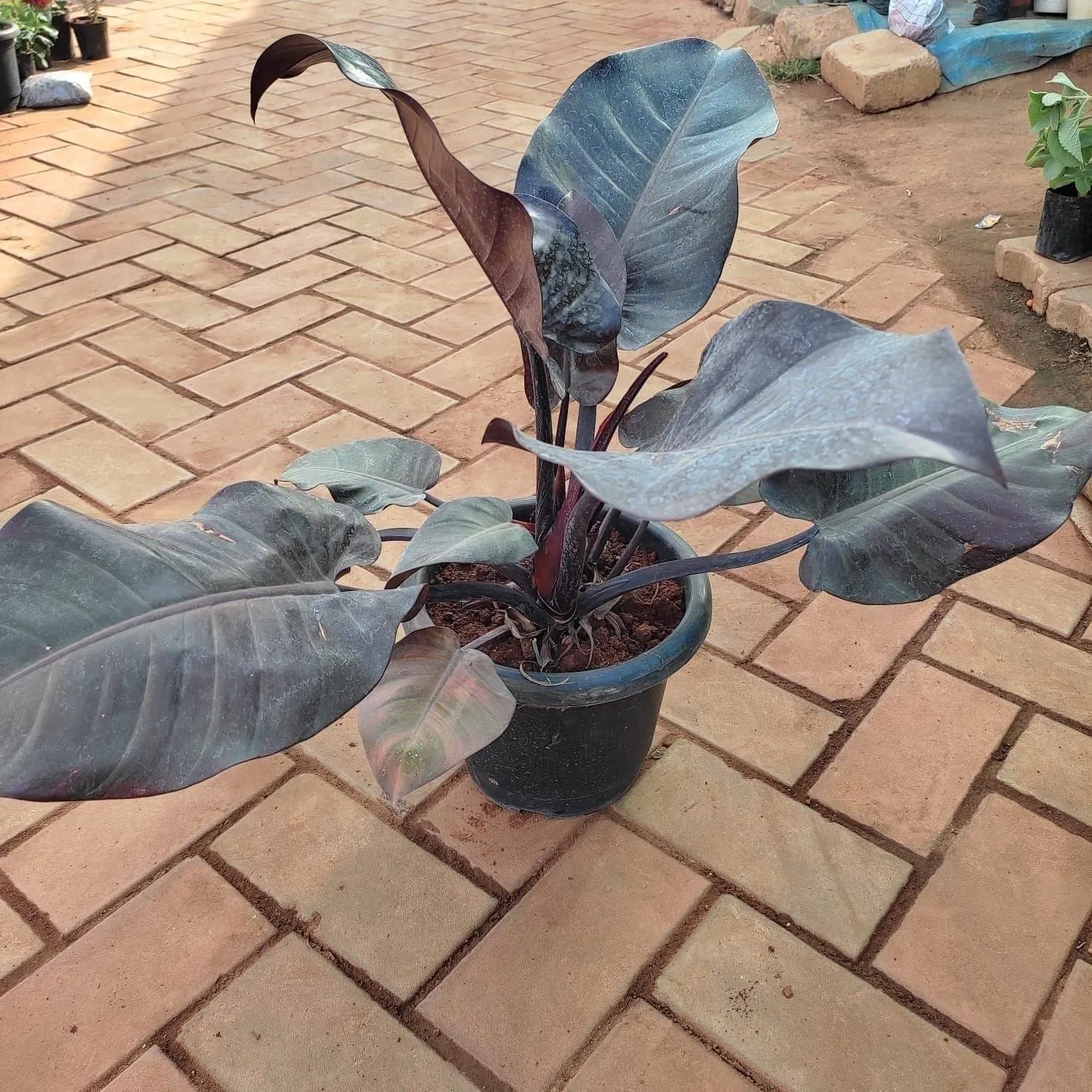 Rare Philodendron Black in 10 Inch Nursery Pot
