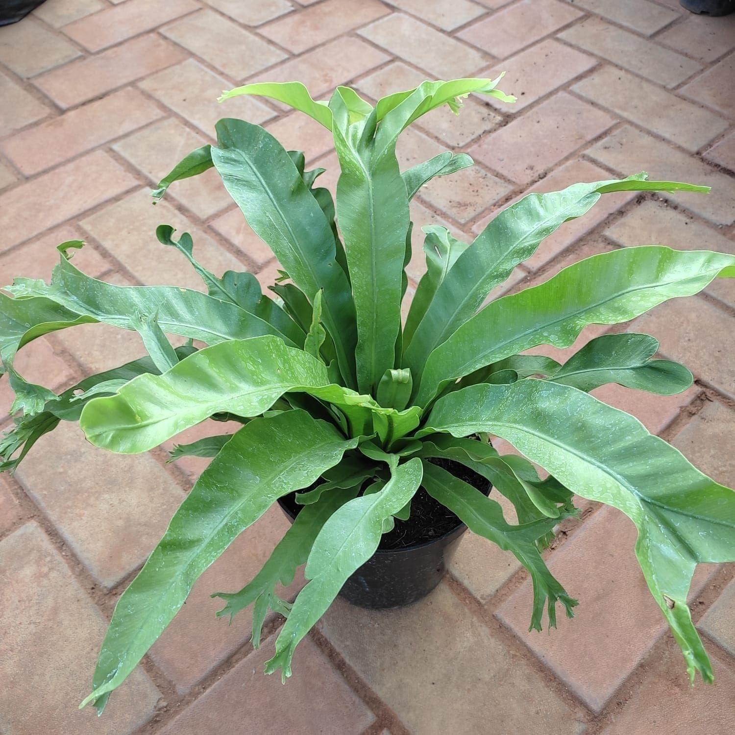 Bird's Nest Fern in 7 Inch Nursery Pot