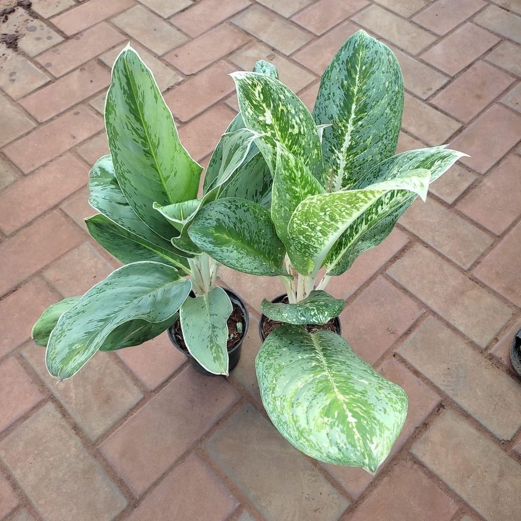 Buy Set of 2 - Aglaonema (Tiger & Maria Christina) in 5 Inch Plastic Pot Online | Urvann.com Set of 2 - Aglaonema (Tiger & Maria Christina) in 5 Inch Nursery Pot
