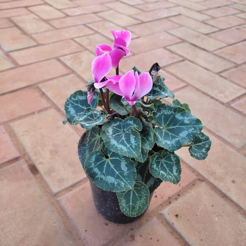 Begonia Variegated Pink in 5 Inch Nursery Pot