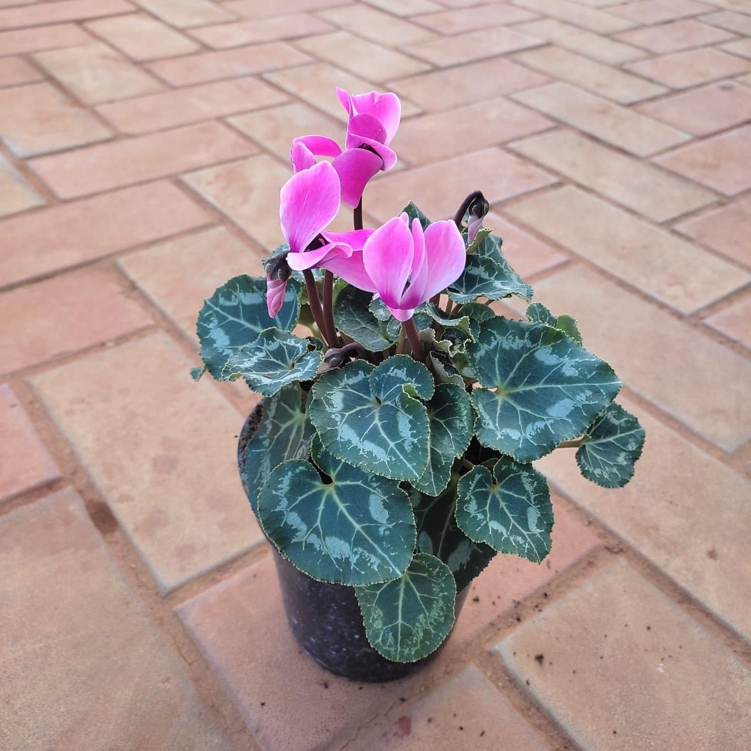 Begonia Variegated Pink in 5 Inch Nursery Pot
