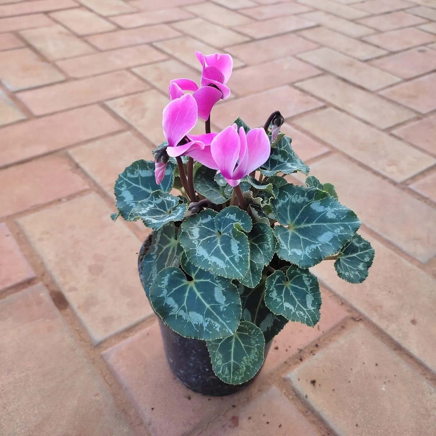 Begonia Variegated Pink in 5 Inch Nursery Pot