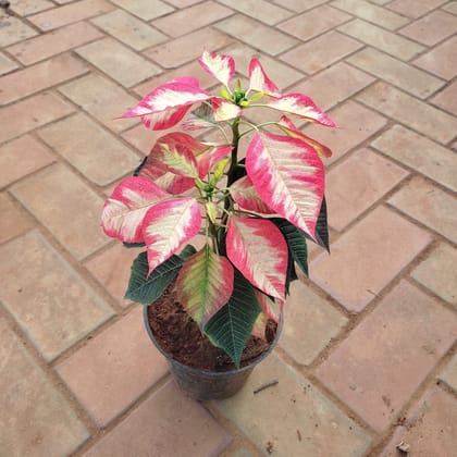Buy Poinsettia Variegated in 5 Inch Plastic Pot Online | Urvann.com