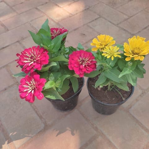 Set Of 2 - Zinnia ( Any Colour) in 4 Inch Live Plant Nursery Pot