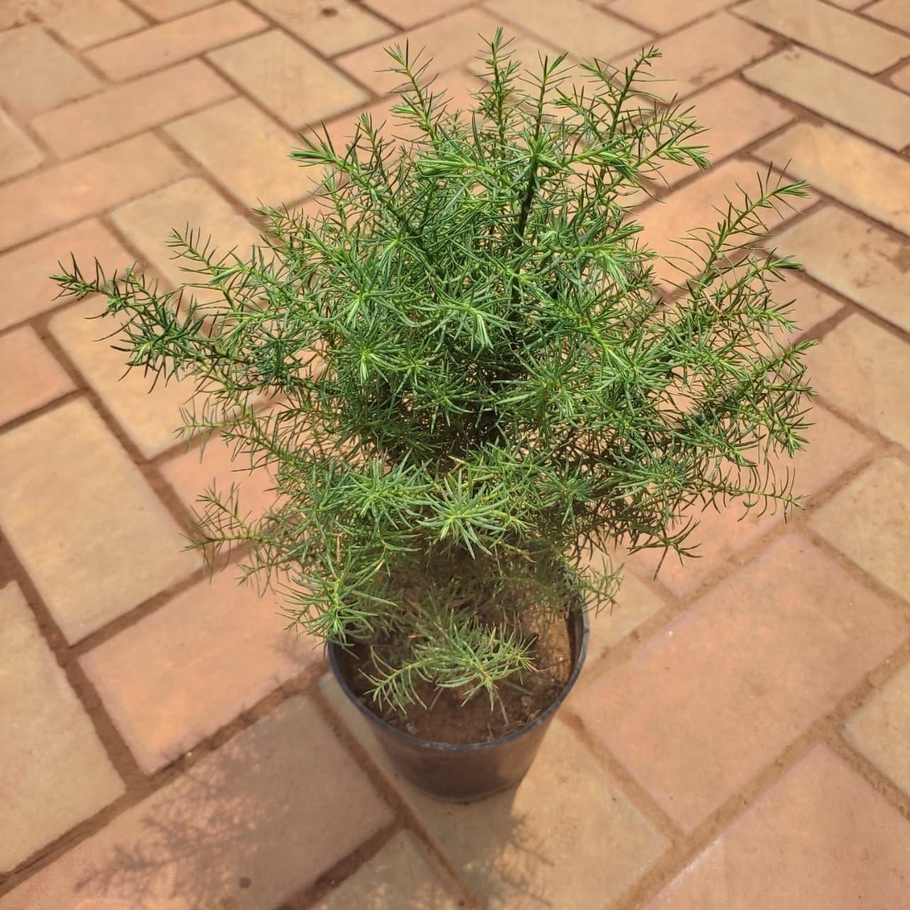 Sugi Plant in 4 Inch Nursery Pot