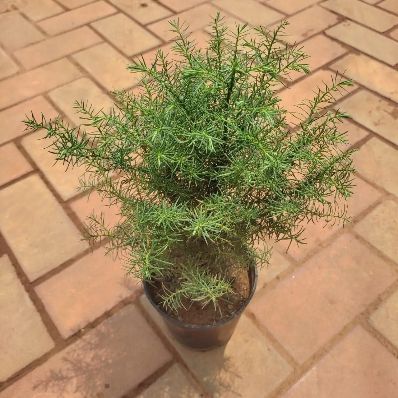 Sugi Plant in 4 Inch Nursery Pot
