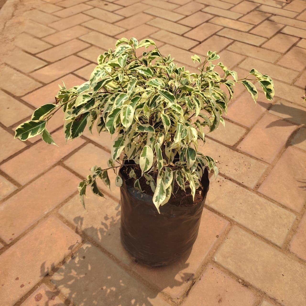 Weeping Fig in 8 Inch Nursery Bag