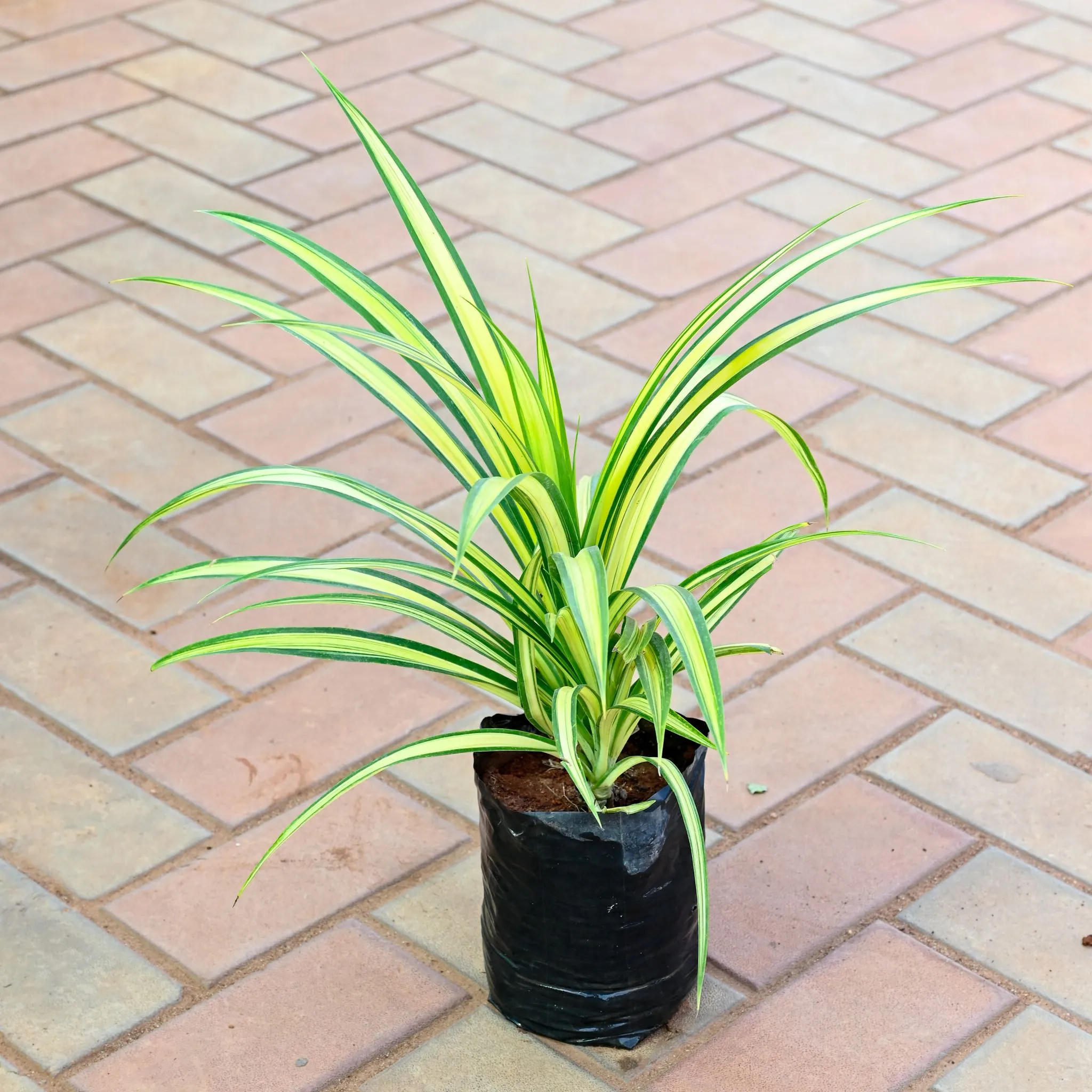 Pandaus / Spider Yellow / Screwpine in 8 Inch Nursery Bag