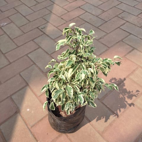 Ficus Starlight in 8 Inch Live Plant Nursery bag
