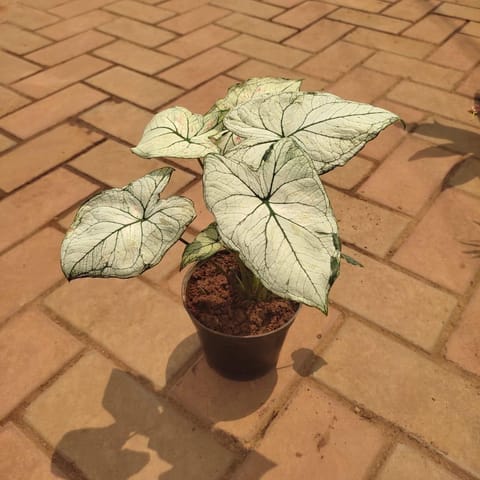 Caladium White in 4 Inch Nursery Pot