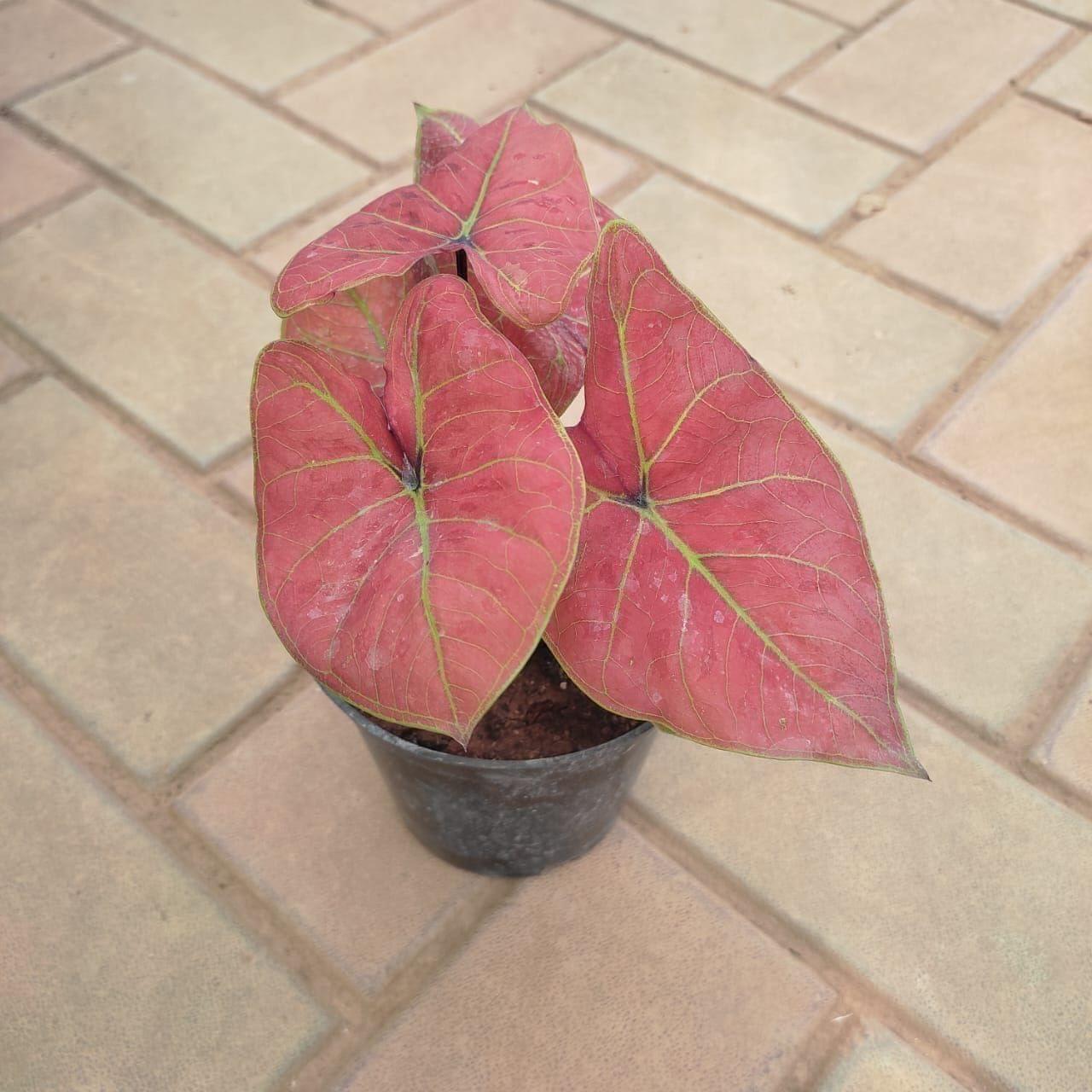 Caladium Red in 5 Inch Nursery Pot