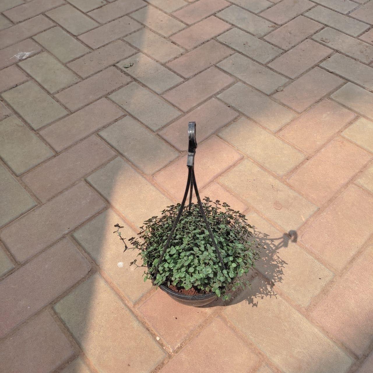 Will vine in 5 Inch Black Hanging Plastic Pot