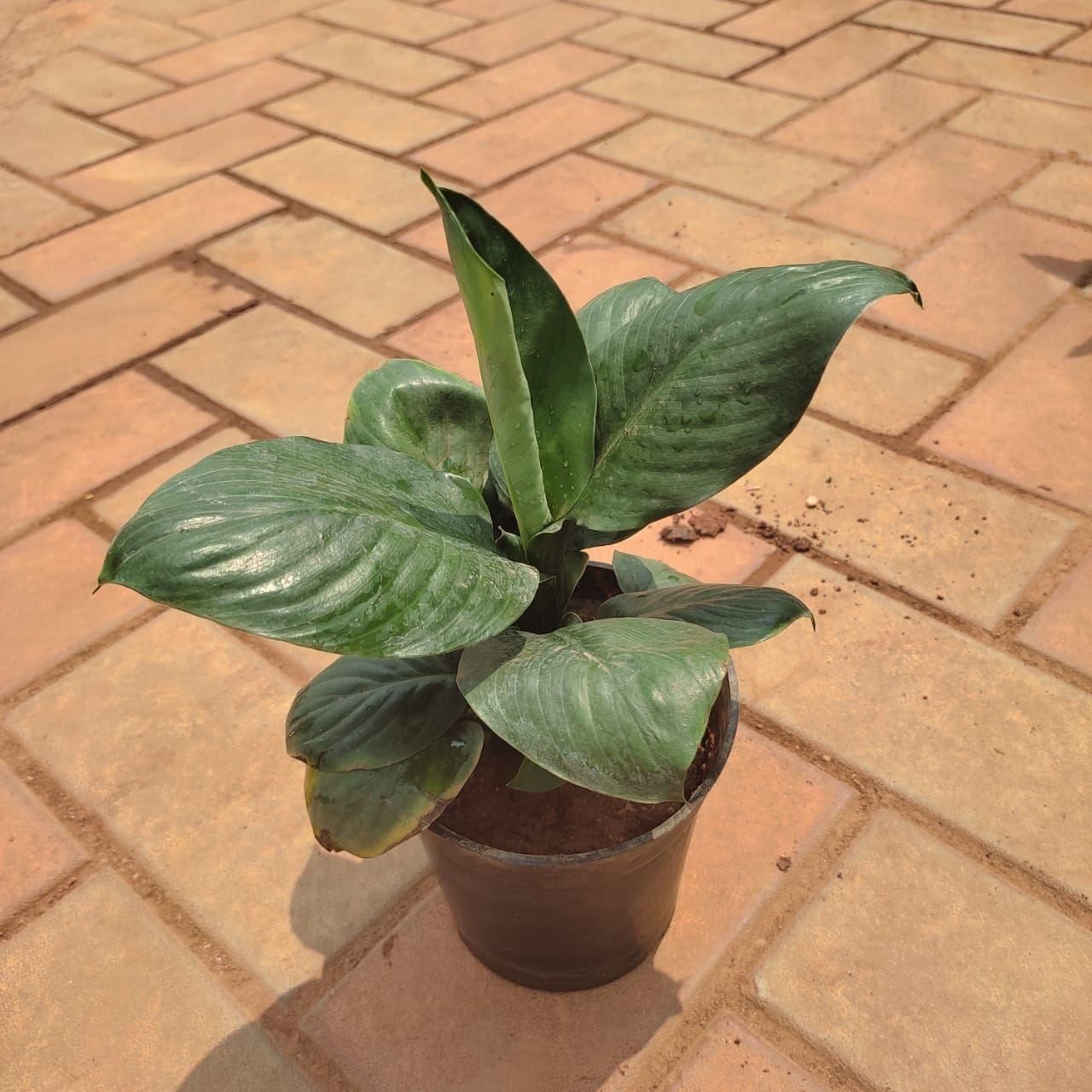 Swati Fern / Peace Lily Black in 4 Inch Nursery Bag