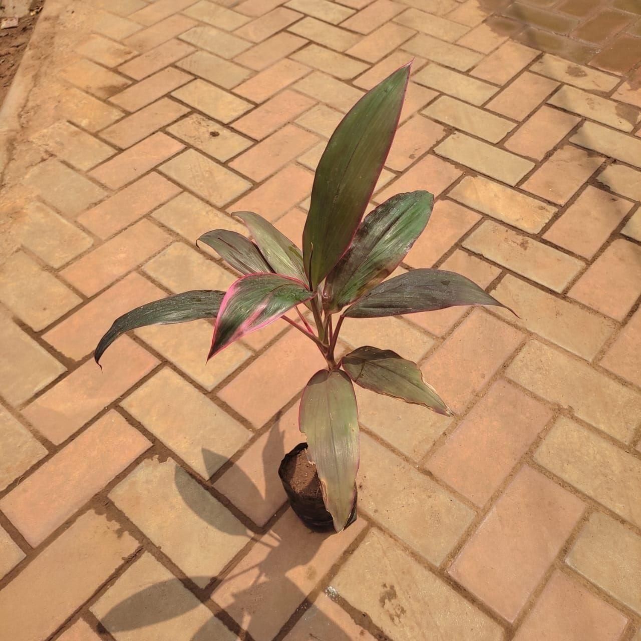 Dracaena Ruby in 4 Inch Nursery Bag