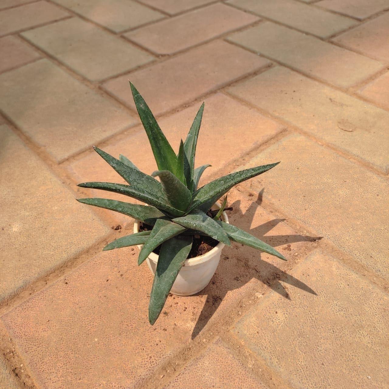 Aloe Black Beauty Succulent in 3 Inch Nursery Pot