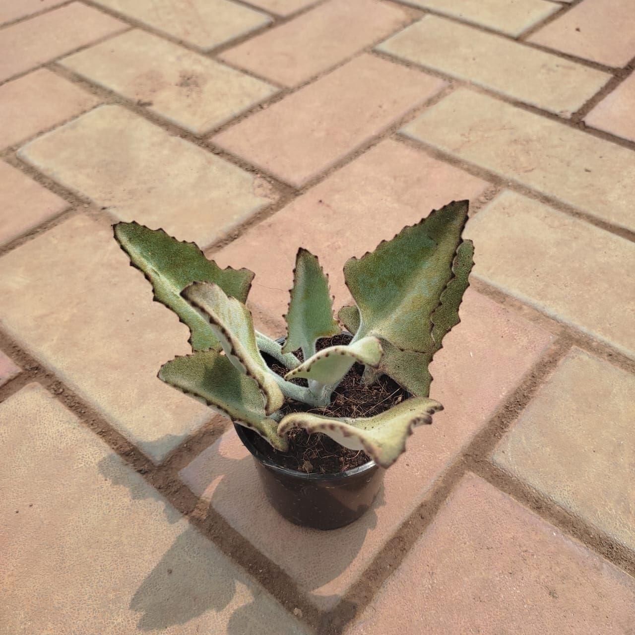 Felt bush Succulent in 3 Inch Nursery Pot