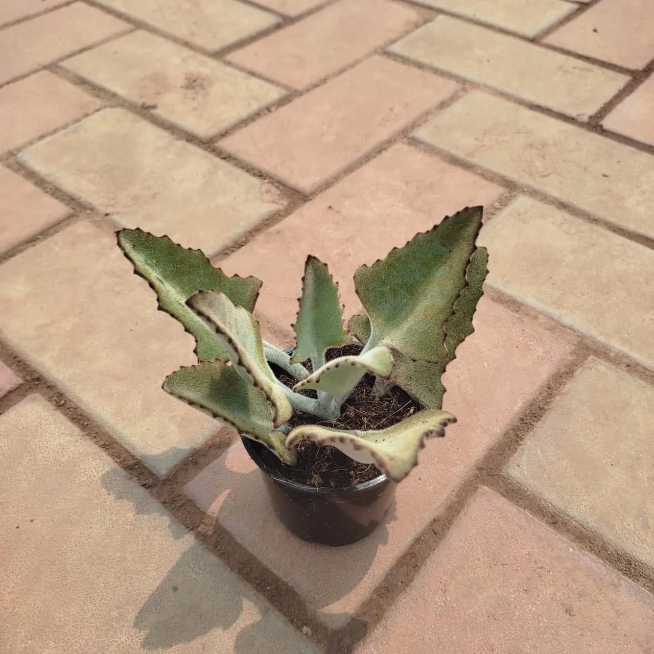 Felt bush Succulent in 3 Inch Nursery Pot