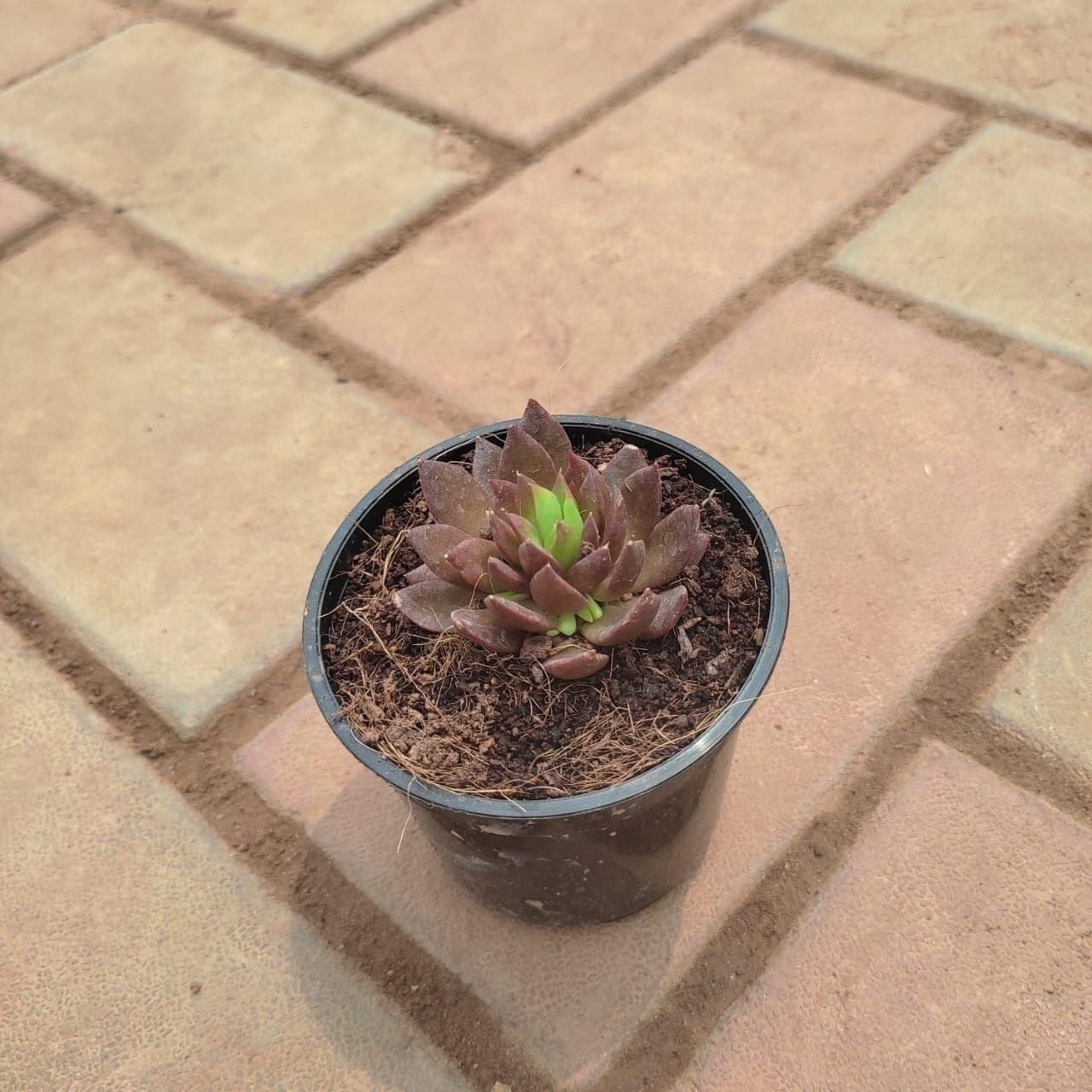 Lestherpetal Succulent in 3 Inch Nursery Pot