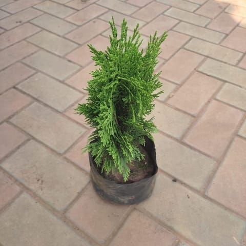 Tanuja in 5 Inch Live Plant Nursery bag