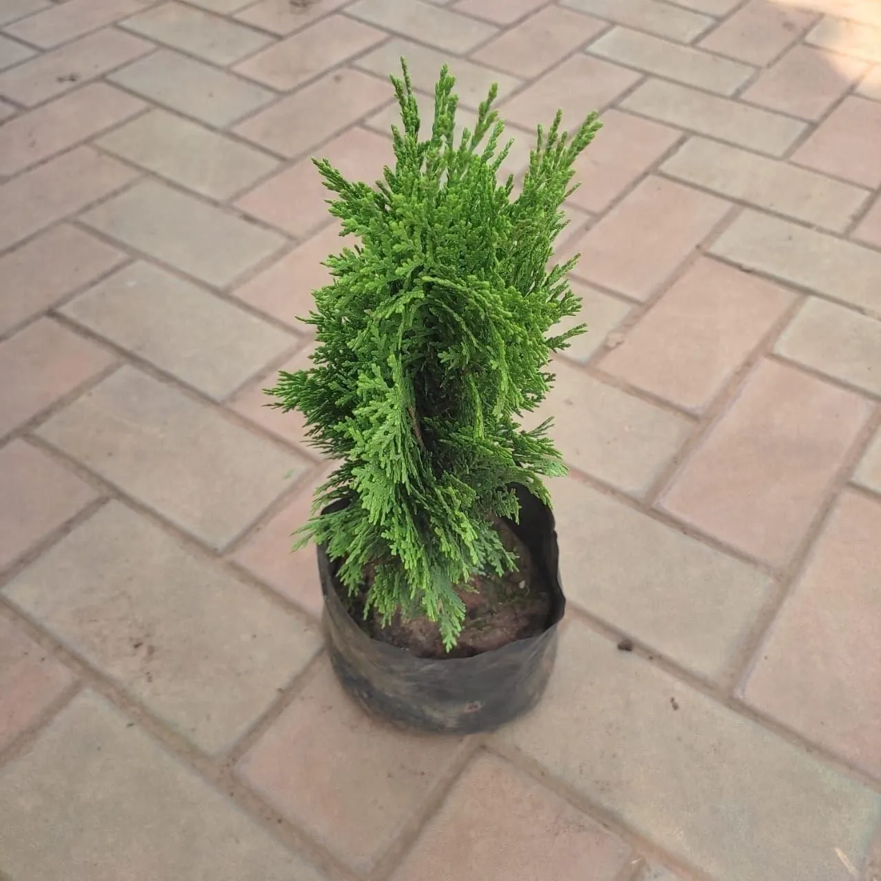 Tanuja in 5 Inch Nursery bag