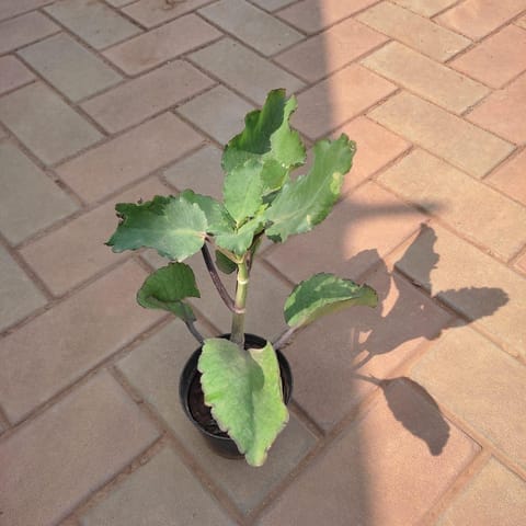 Patharchatta in 4 Inch Nursery Pot