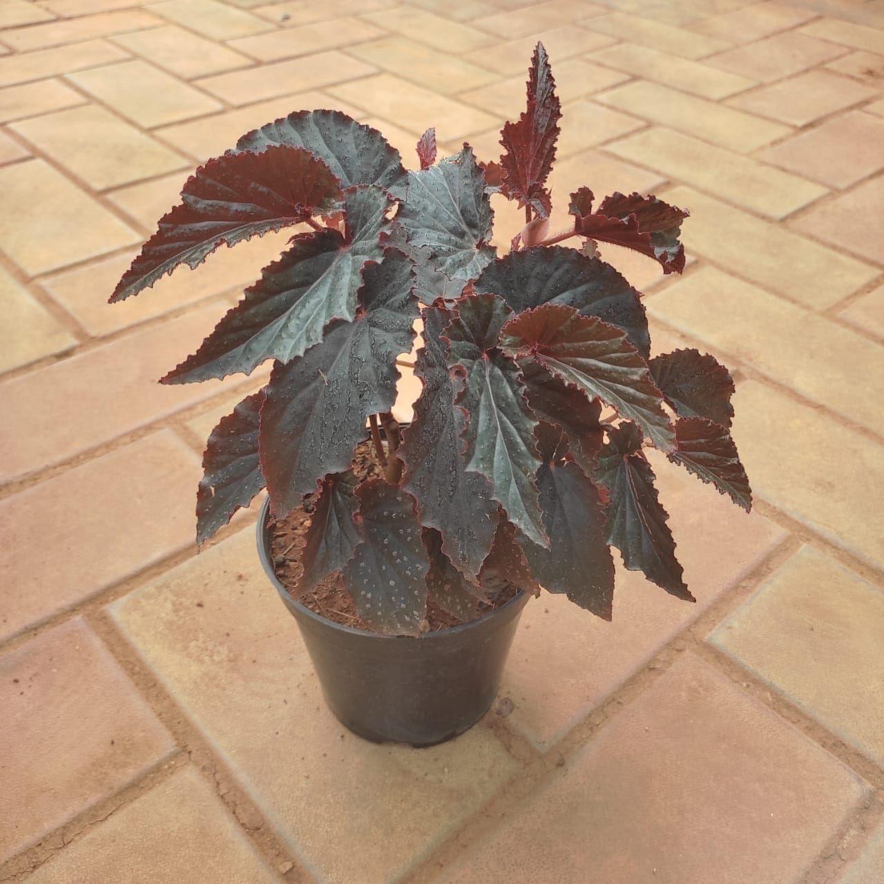 Painted- Leaf Begonia in 5 Inch Nursery Pot