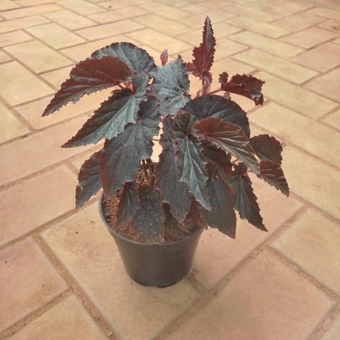 Painted- Leaf Begonia in 5 Inch Nursery Pot