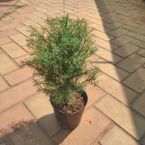 Asparagus Densiflorus in 5 Inch Live Plant Nursery Pot