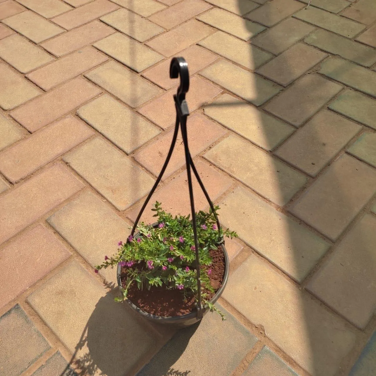 Cuphea / False Heather (any colour) in 5 Inch Black Hanging Basket