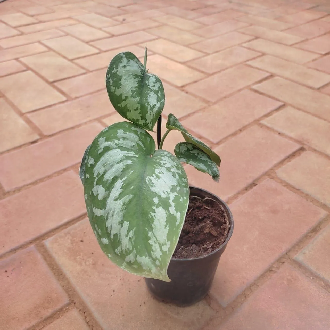 Money Plant Satin in 4 Inch Nursery Pot