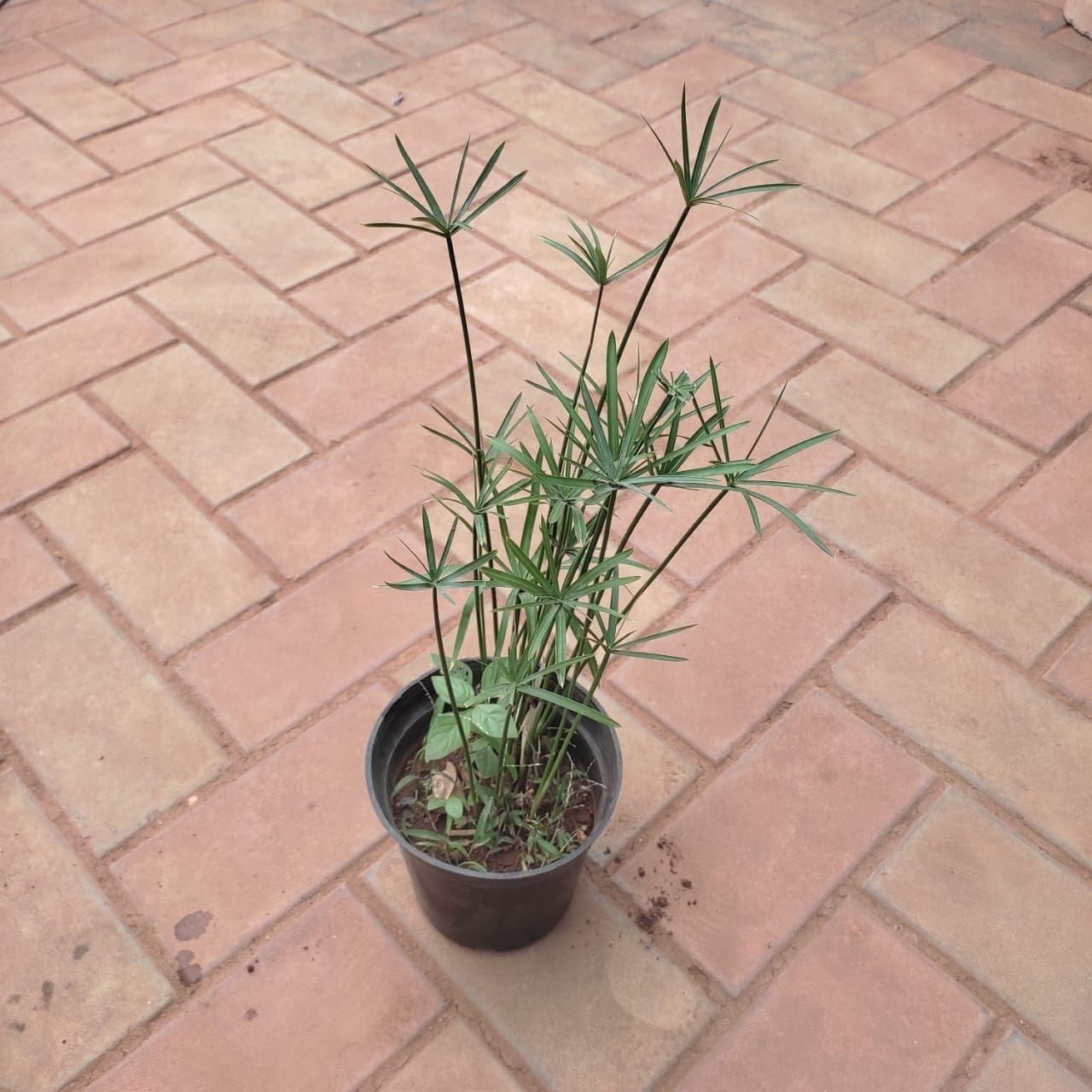 Paper Reed / Cyperus papyrus in 4 Inch Nursery Pot