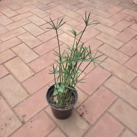 Paper Reed / Cyperus papyrus in 4 Inch Nursery Pot