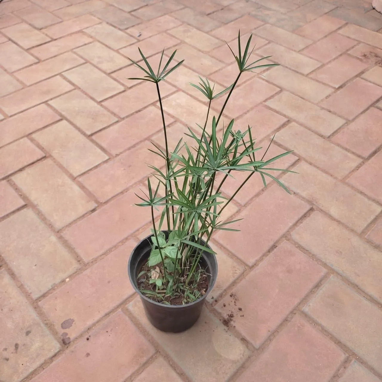 Paper Reed / Cyperus papyrus in 4 Inch Nursery Pot