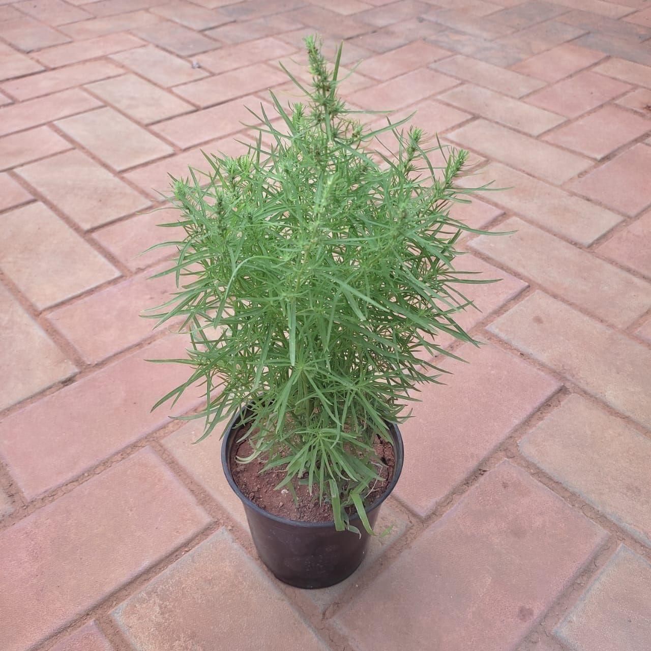 Bassia Scoparia in 5 Inch Nursery Pot