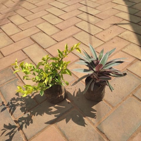 Set of 2 - Moses in the Cradle & Chandni in 4 Inch Live Plant Nursery Bag
