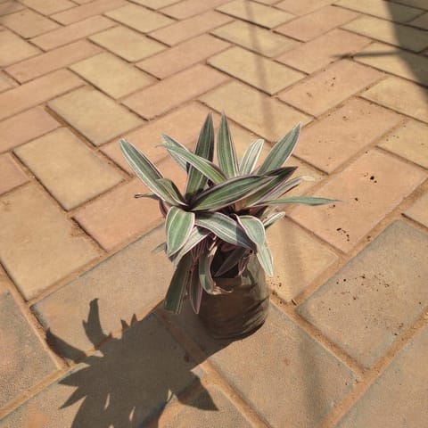 Moses in the Cradle in 4 Inch Live Plant Nursery Bag