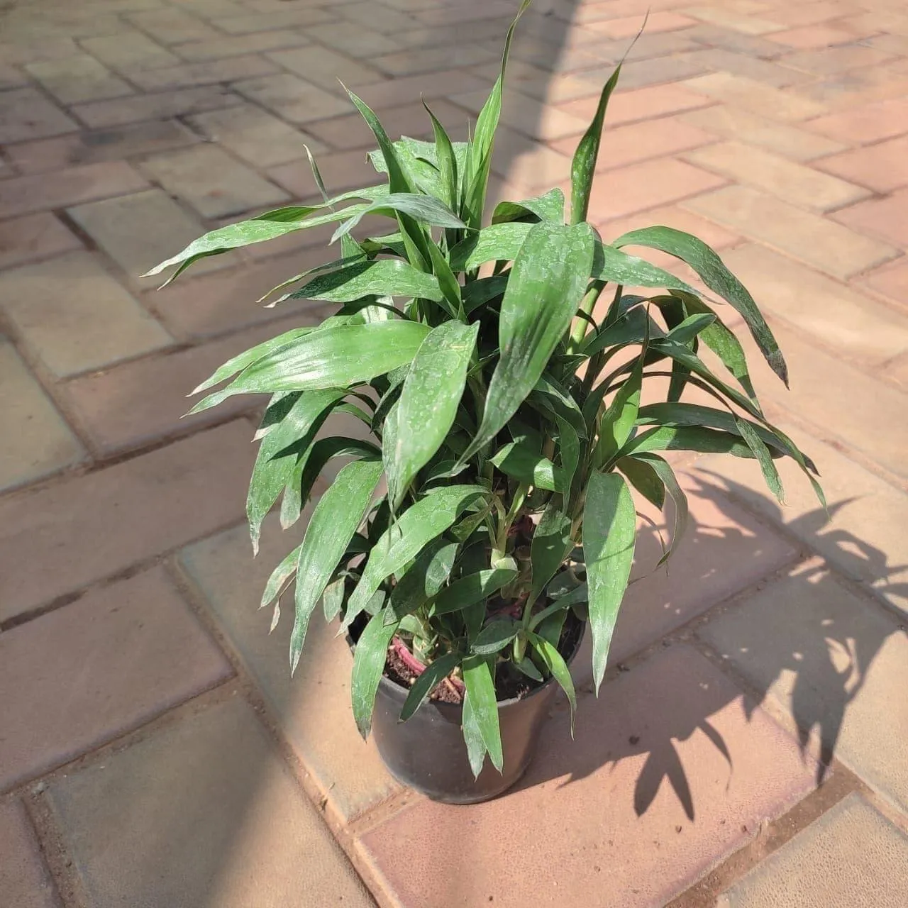 Lucky Bamboo Soil in 4 Inch Nursery Pot