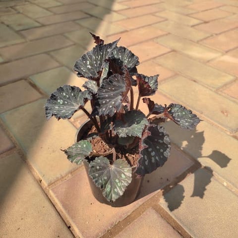 Painted-Leaf Brown Begonia in 4 Inch Nursery Pot