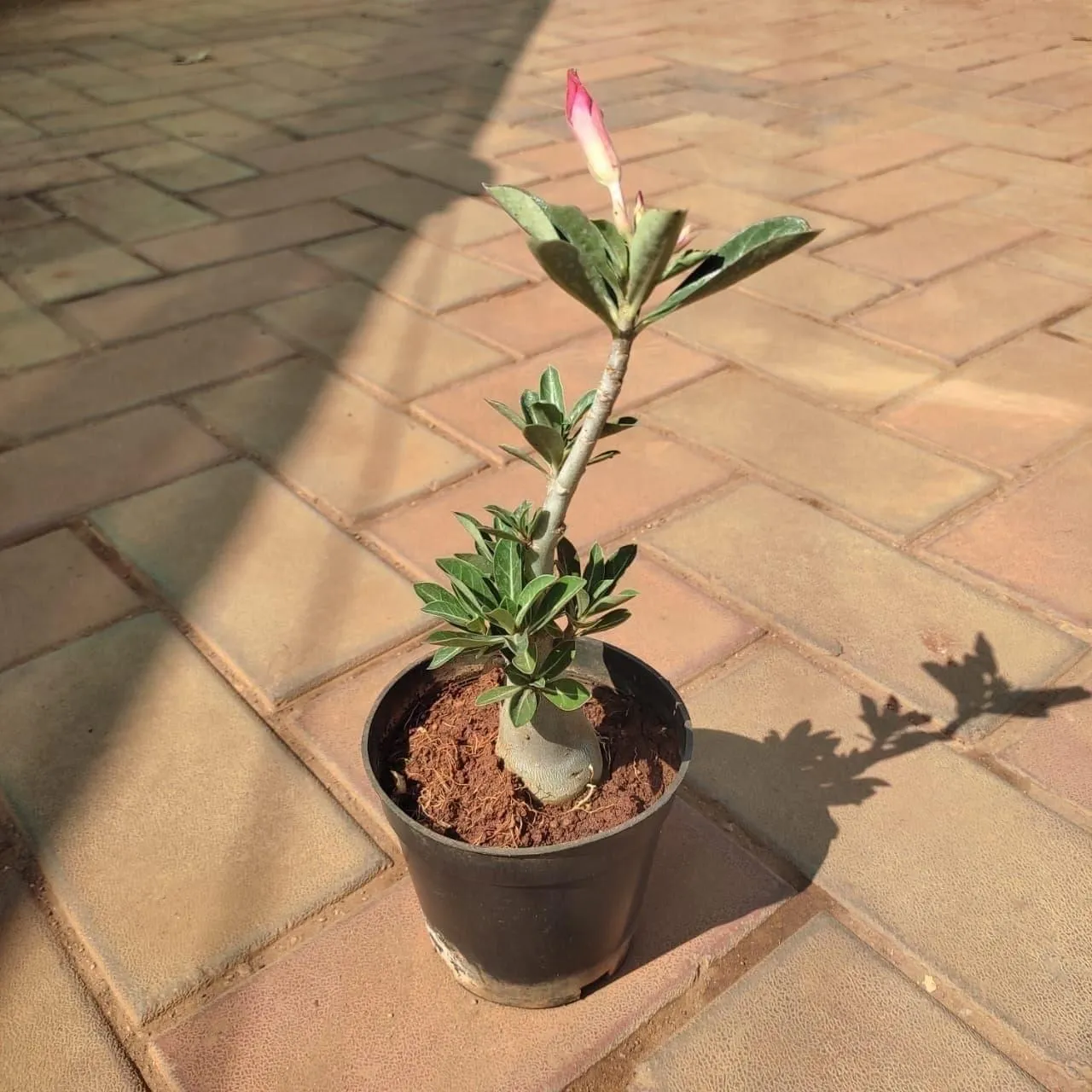 Adenium (any colour) in 3 Inch Nursery Pot